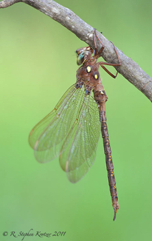 Boyeria vinosa, male